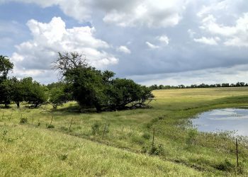 Brook Paysee - Kosse Image00015