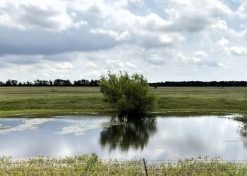Brook Paysee - Kosse Image00016